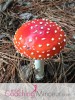 Les champignons hallucinogènes, un nouvel antidépresseur ?